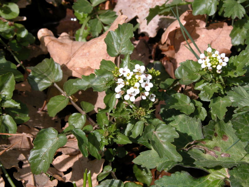 Nasturtium officinale